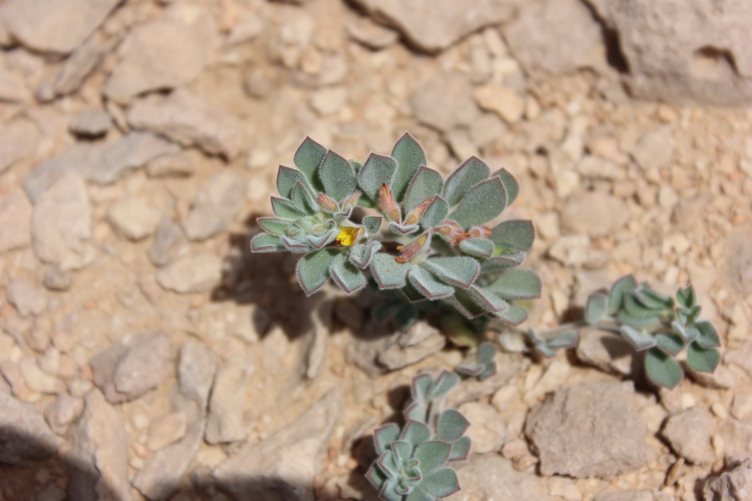 Plant Image